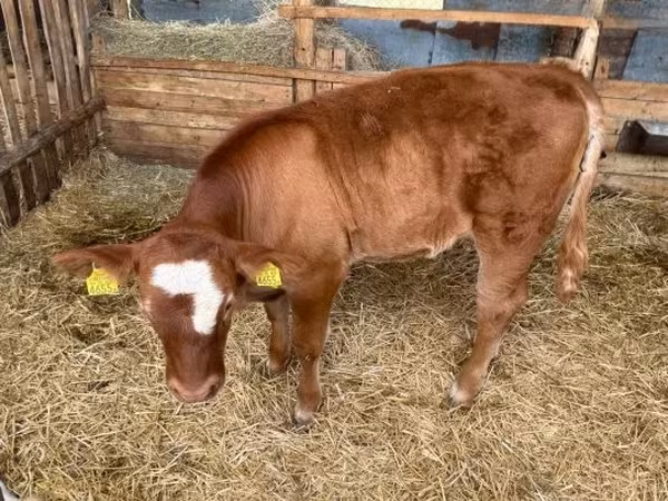 Toro, Ganado vacuno