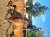 Madyan, Arabian horse — foto 4