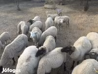 Widder, Tsigai sheep — Foto 2