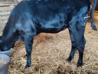 Kuh, Aberdeen-Angus — Foto 3