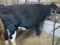 Vache, Race Holstein — photo 4
