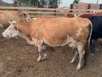 Krowa, Swiss cattle — zdjęcie 3