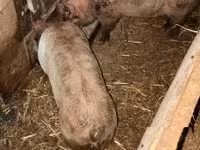 豚（ロット、性別未指定）, 豚 — 写真 3