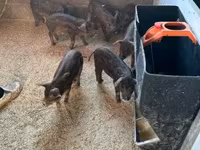 Pigs (batch, sex not specified), Мангалица — photo 2