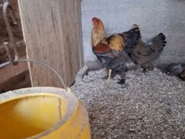 Brahma