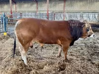 雄牛, Partenaise cattle — 写真 6