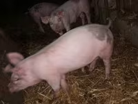 Schweine (Partie, Geschlecht nicht angegeben), Дюрок — Foto 1