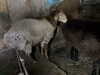 Widder, Rhon sheep — Foto 2