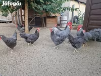 Chickens — الصورة 4
