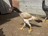 Chickens — Foto 3