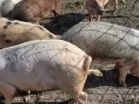Eber, Schweine — Foto 2