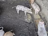 猪（批次，未指定性别）, Pigs — 照片 3