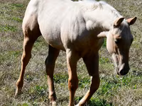 Aygʻir, Quarter Horse — 8-rasm