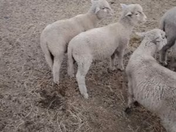 Bélier, Moutons — Hongrie