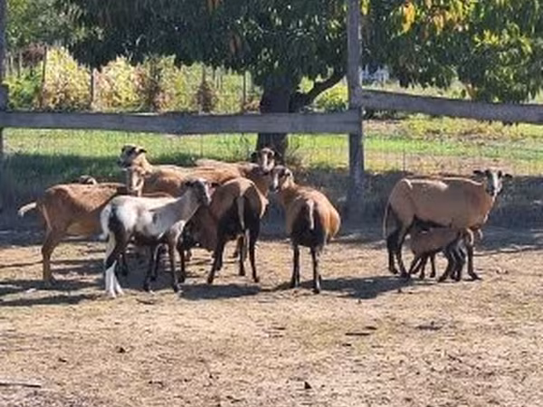 Ovan, Cameroon sheep