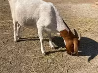 Koza, Boer goat — zdjęcie 1
