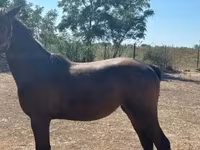 Kobila, Nonius horse — fotografija 4