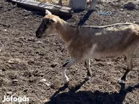 母山羊, Goats — 照片 5