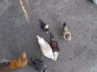 Chickens — fotografija 3
