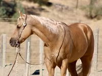 雄馬, Quarter Horse — 写真 7
