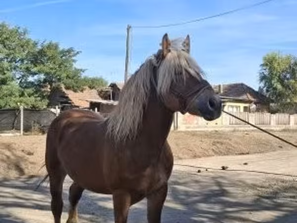 Cheval, Chevaux — Hongrie