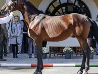 Кобила, Nonius horse — фото 8