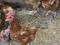 Chickens — 写真 2