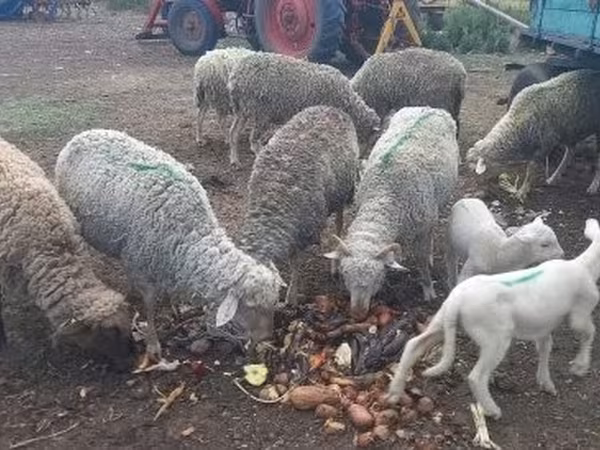 Ovelha, Ovelhas