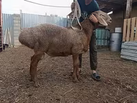 Moutons (lot, sexe non indiqué), Arashan sheep — photo 1