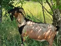 تيس, Nubian Goat — الصورة 3
