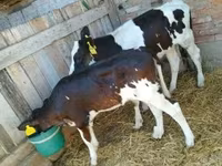 雌牛, Russian Black pied cattle — 写真 2