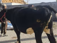 İnək, Russian Black pied cattle — foto 2