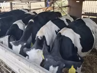 Bulle, Russian Black pied cattle — Foto 3