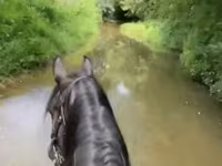 Kobila, Przewalski's horse — fotografija 3