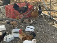 Chickens — fotografija 1