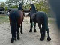 घोड़ा, Friesian — फ़ोटो 7