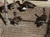 Ducks — foto 2