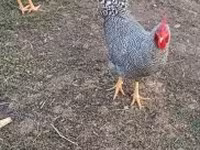 Chickens — photo 3