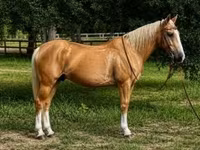 Pastuv, Quarter Horse — fotografija 1