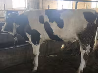 सांड, Simmental cattle — फ़ोटो 6