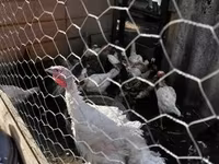 Turkeys — foto 1