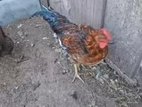 Chickens — foto 3