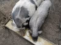 公猪, Pigs — 照片 2