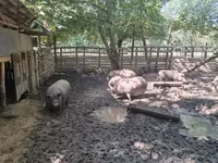 मादा सूअर, Вьетнамская вислобрюхая — फ़ोटो 8