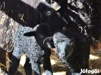 Widder, Racka sheep — Foto 2