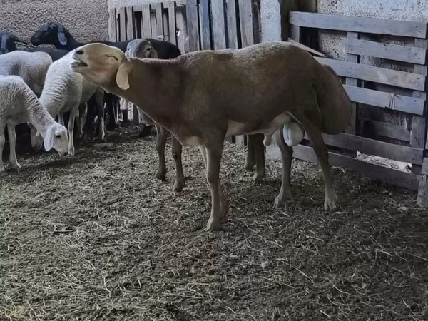 Баран, Arashan sheep