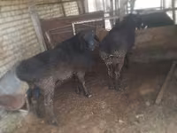 Bode, Cabras — foto 2