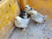 Silkie — zdjęcie 1