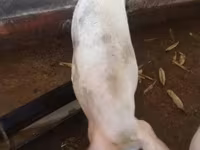 母猪, Pigs — 照片 1