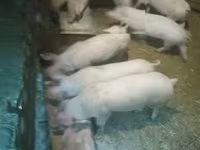 Porcs (lot, sexe non indiqué), Porcs — photo 1